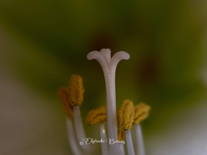 @Elserieke Berens portfolio fotografie macro flora fauna paddenstoelen landschappen.8