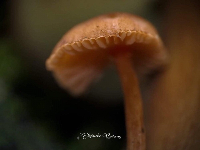 @Elserieke Berens portfolio fotografie paddenstoelen flora fauna macro landschappen.1