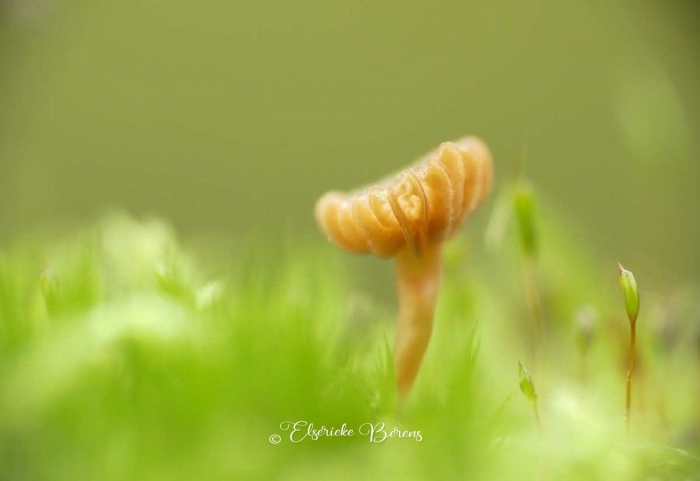 @Elserieke Berens portfolio fotografie paddenstoelen flora fauna macro landschappen.13