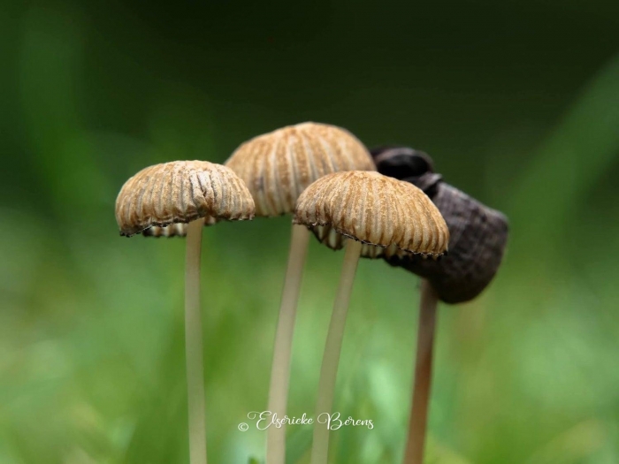 @Elserieke Berens portfolio fotografie paddenstoelen flora fauna macro landschappen.15