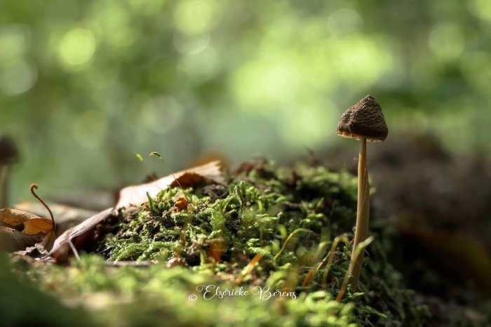 @Elserieke Berens portfolio fotografie paddenstoelen flora fauna macro landschappen.16