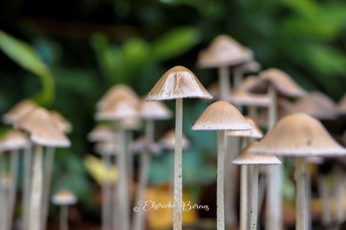 @Elserieke Berens portfolio fotografie paddenstoelen flora fauna macro landschappen.17