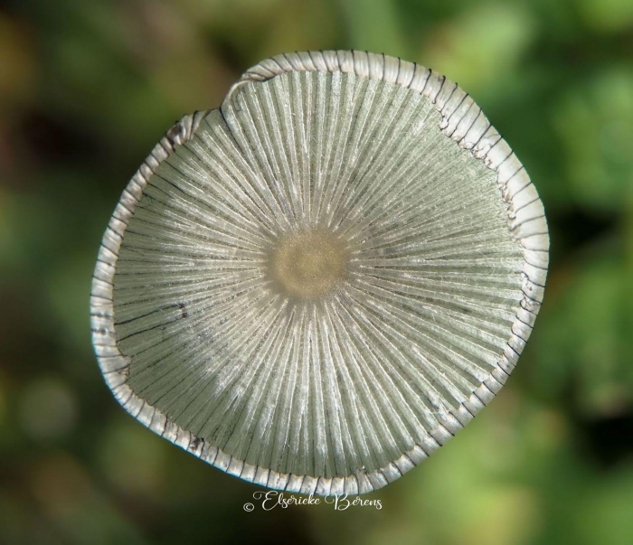 @Elserieke Berens portfolio fotografie paddenstoelen flora fauna macro landschappen.18