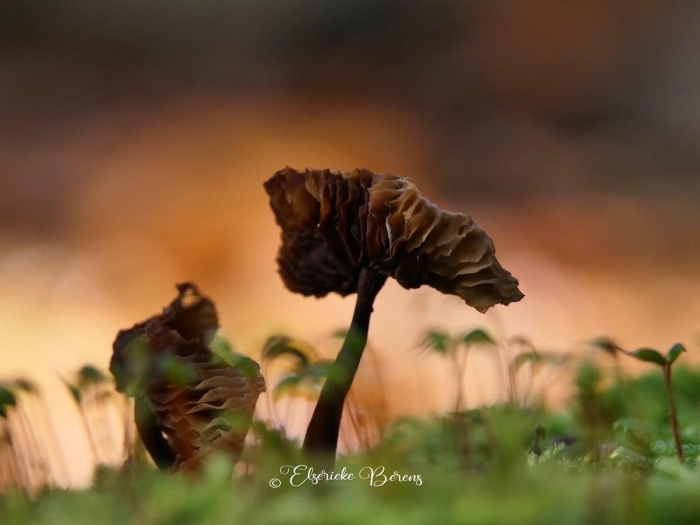 @Elserieke Berens portfolio fotografie paddenstoelen flora fauna macro landschappen.4
