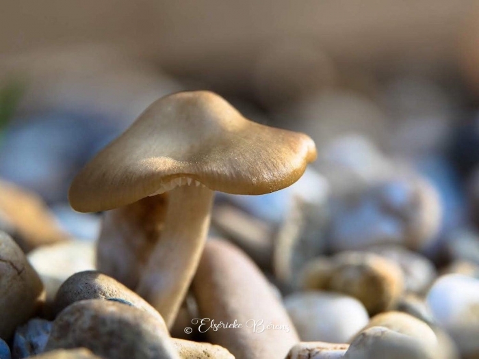 @Elserieke Berens portfolio fotografie paddenstoelen flora fauna macro landschappen.5