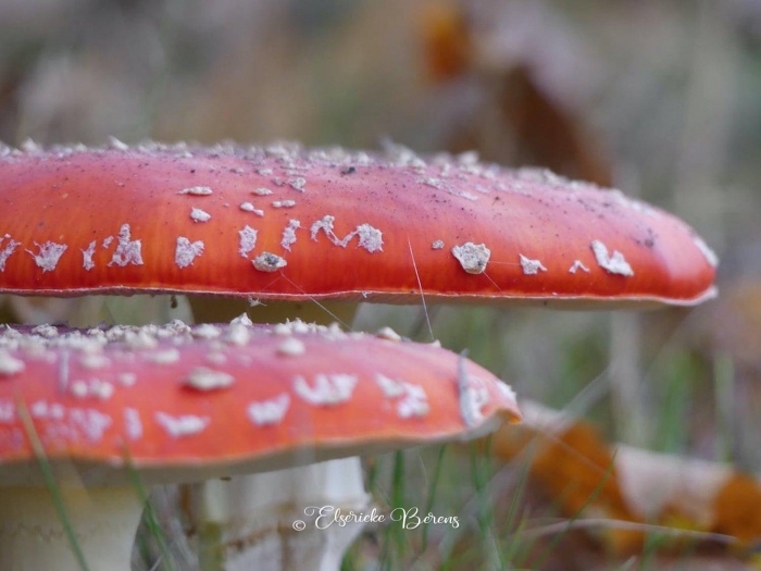 @Elserieke Berens portfolio fotografie paddenstoelen flora fauna macro landschappen.6