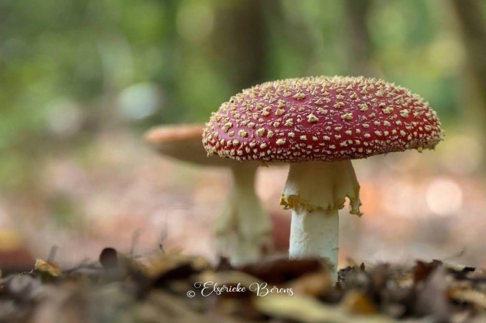 @Elserieke Berens portfolio fotografie paddenstoelen flora fauna macro landschappen.7