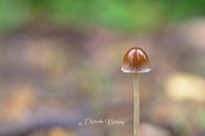 @Elserieke Berens portfolio fotografie paddenstoelen flora fauna macro landschappen.8