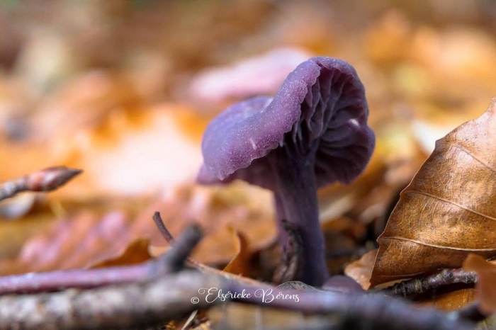 @Elserieke Berens portfolio fotografie paddenstoelen flora fauna macro landschappen.9